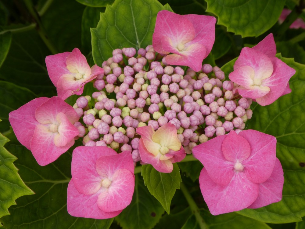 Le Chat Courant Hydrangea macrophylla 